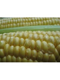 kolby słodkiej kukurydzy