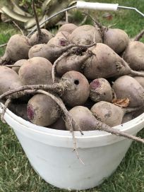 Buraki Ekologiczne Certyfikowane