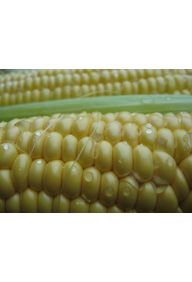 kolby słodkiej kukurydzy