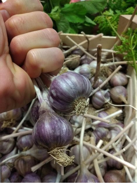 Czosnek Ekologiczny Certyfikowany