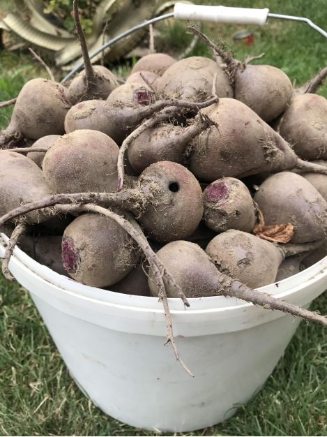 Buraki Ekologiczne Certyfikowane