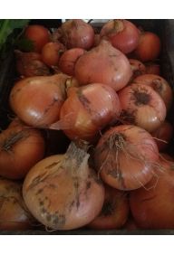 Cebula Ekologiczna Certyfikowana