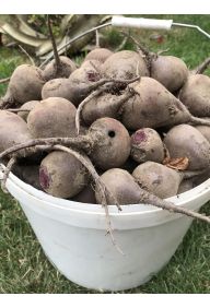 Buraki Ekologiczne Certyfikowane