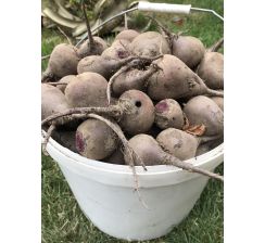 Buraki Ekologiczne Certyfikowane