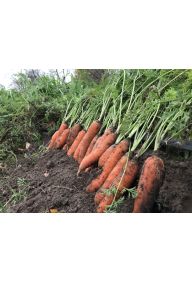 Marchew Ekologiczna Certyfikowana