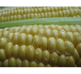 kolby słodkiej kukurydzy