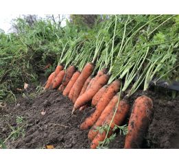 Marchew Ekologiczna Certyfikowana