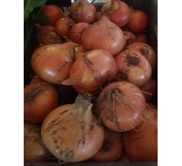 Cebula Ekologiczna Certyfikowana