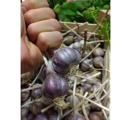 Czosnek Ekologiczny Certyfikowany