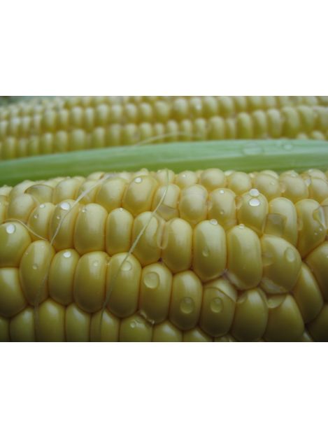 kolby słodkiej kukurydzy