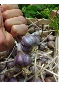 Czosnek Ekologiczny Certyfikowany