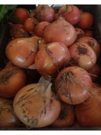 Cebula Ekologiczna Certyfikowana