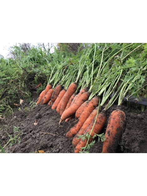 Marchew Ekologiczna Certyfikowana